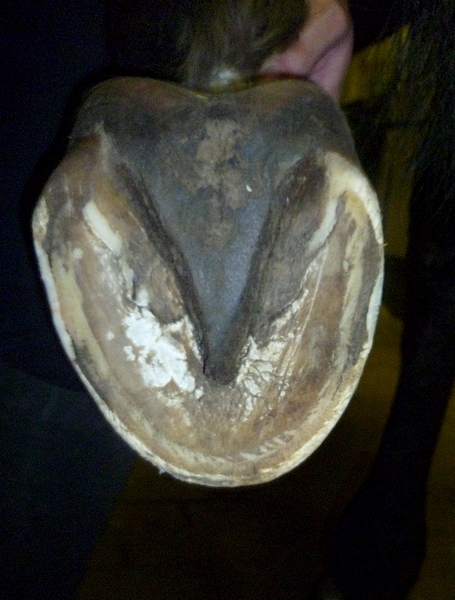 Kopyto1